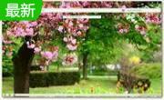 Pink Spring for Opera1.0 官方版